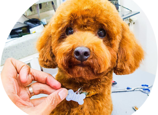 The Cost Of Considering Dog Grooming At Home Service