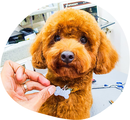The Cost Of Considering Dog Grooming At Home Service